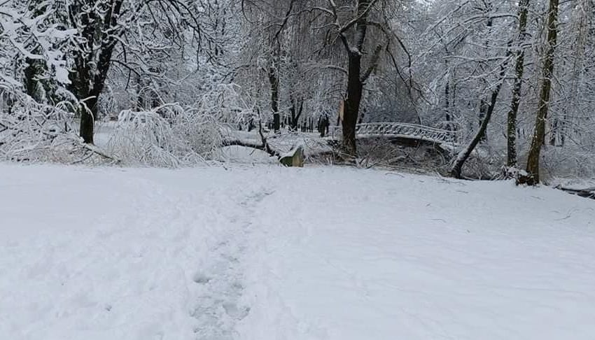  Внимание! Опасни клони падат в „Кайлъка“ /снимки/