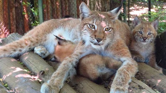 Две малки рисчета се родиха в Софийския зоопарк